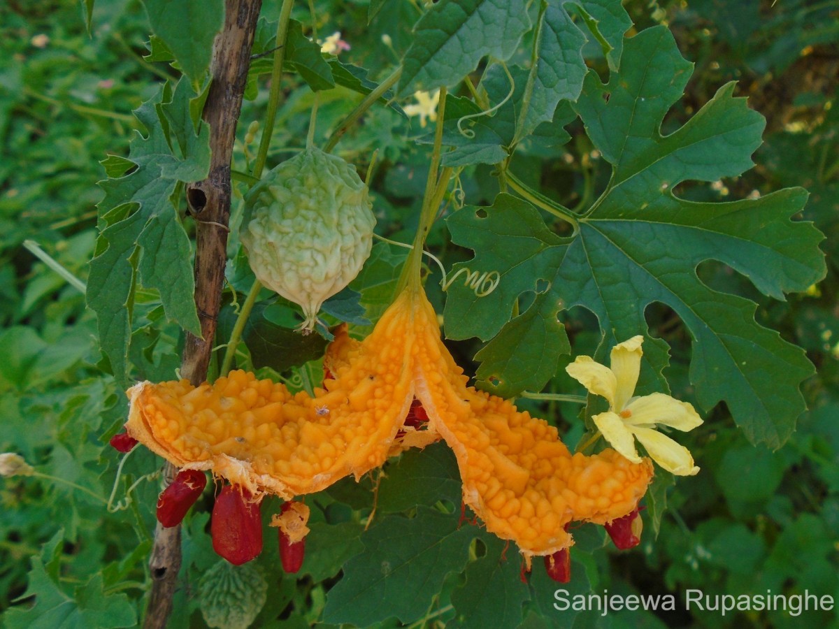 Momordica charantia L.